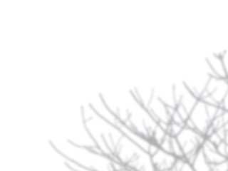 shadow of the tree branches that no leaves on white wall