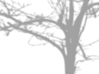 shadow of the tree branches that no leaves on white wall