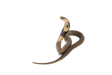 Beside of Little snake venomous Monocled Siamese cobra baby (Naja kaouthia) isolated on white background.