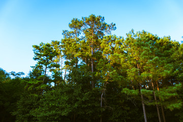 tree in spring