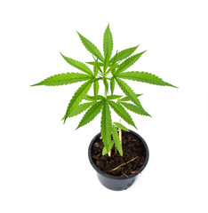 Cultivation of Marijuana tree. Cannabis seedlings sativa in black plastic pots isolated on white background.