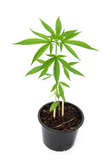 Cultivation of Marijuana tree. Cannabis seedlings sativa in black plastic pots isolated on white background.