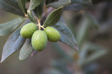 Olives on a branch of an olive tree. Detail close-up of green fruit olives with selective focus and...
