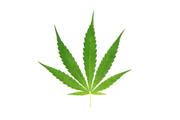 Green cannabis sativa leaves isolated on white background. is the type that finds THC more than other types. Marijuana Suitable for use in work to stimulate creativity. Brain function.