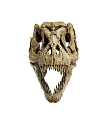 Front of Fossil Bone Skull and Jaws of Tyrannosaurus rex ( T-rex ). isolated on white background.