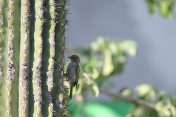 bird.