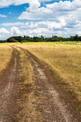 View of the road through a field with yellowed grass against the background of a forest belt
