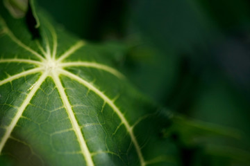 Leaves Abstract Texture Background , close up pattern