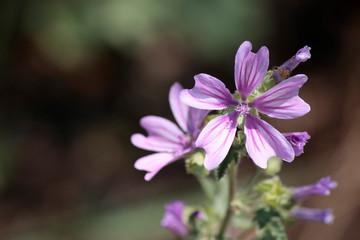 Fototapeta na wymiar Close-up of Malva pusilla plant.