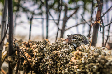 Plastic polution at beach area