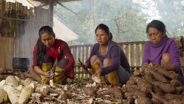 Indigenous Woman'S Peeling Yuccas For Chicha Preparation In Ecuador