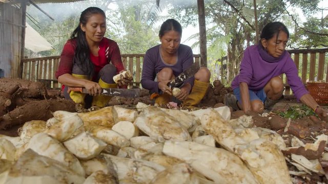 Indigenous Woman'S Peeling Yuccas For Chicha Preparation In Ecuador