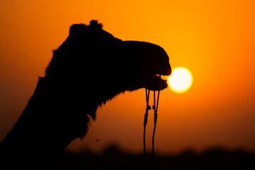 Silhouette of a camel against the Sun at sunset. - 282171745