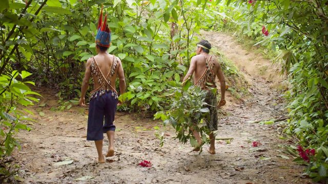 Amazonian Indigenous People Carrying Ayahuasca Plants In Ecuador