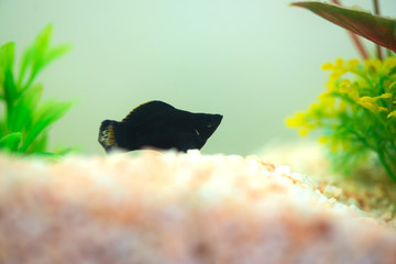 Little Molly fish, Poecilia latipinna in fish tank or aquarium.