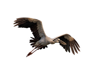 Obraz premium Image of Asian Openbill stock flying on white background. Bird. Animal.