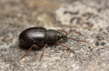 Macro photo of a weevil, Otiorhynchus nodosus on rock