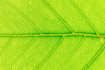 Naklejka na ściany i meble Green leaf pattern texture background with light behind for website template, spring beauty, environment and ecology design.