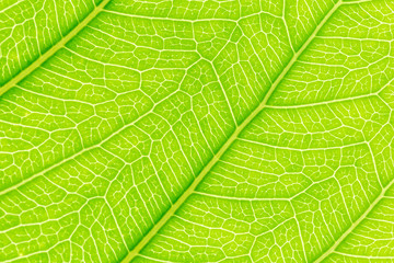 Green leaf pattern texture background with light behind for website template, spring beauty, environment and ecology design.