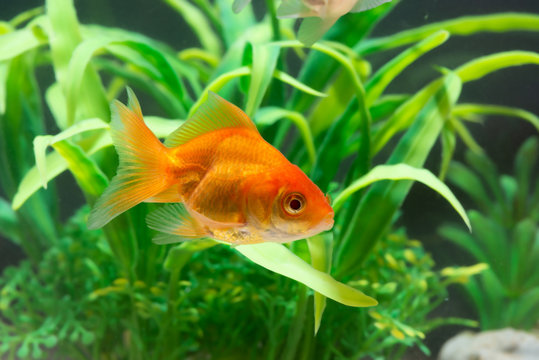 Gold fish or goldfish floating swimming underwater in fresh aquarium tank with green plant.
