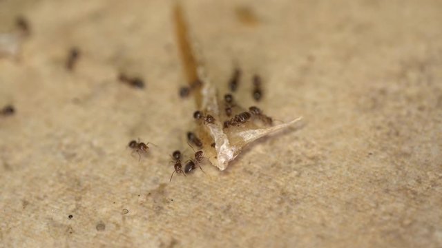 Ants in the house. Ants feast on tiny crumbs and grease. Pest Control