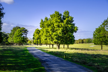 Beautiful trees and green grass in Cranbourne, Victoria, Australia
