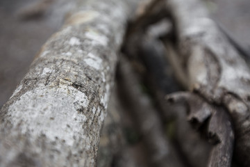 Selective focus of Pile Firewood on dry grass