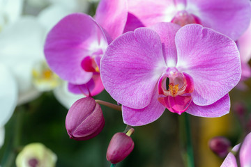 Orchid flower in orchid garden at winter or spring day for beauty and agriculture design. Phalaenopsis Orchidaceae. - obrazy, fototapety, plakaty