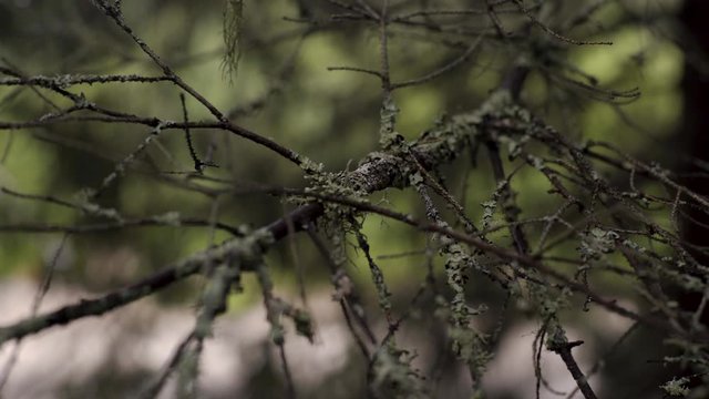 Close-up of old dry branch with moss. Stock footage. Branch overgrown with moss sways in wind in gloomy forest. Old branch as if from gloomy enchanted forest swinging in wind