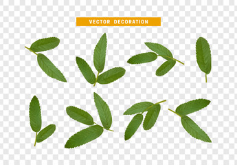 Leaves from the tree. set of realistic simple petals and leaves. Vector illustration