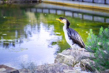 Portrait of Little Pied Cormorant perching on rocks near a lake