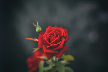 Scarlet rose closeup on dark background, top view