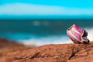 flower on the beach