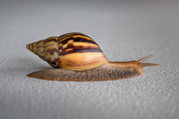 Crawling snail isolated on a white background