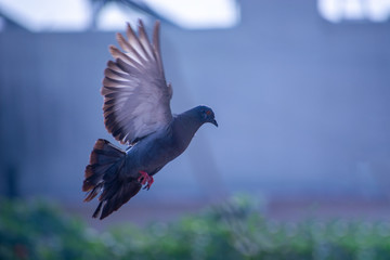 pigeon in flight