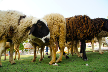 Sheep farm, pet benefits, wool making, thick fabric, milk, soap making