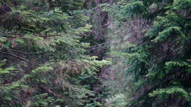 Branches of wild pine trees in forest in cloudy weather. Stock footage. Old coniferous trees sway their branches in light breeze