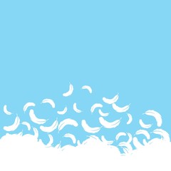 Feather background