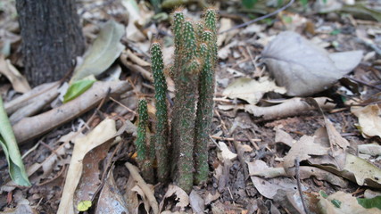Small cactus tree in the forest