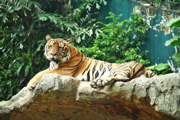 Fototapeta na wymiar Siberian tiger resting on a rock in a thailand zoo