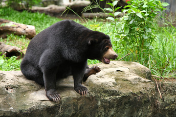 Asiatic black bear sit on stone in thailand zoo