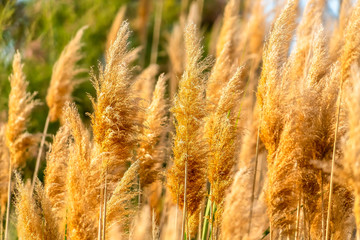 Close up view of yellowish brown grasses illuminated by sunlight on a sunny day