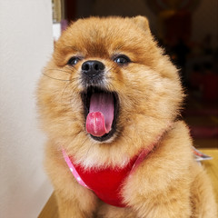 Fluffy dog showing tongue
