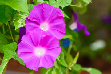 朝顔　夏の風物詩