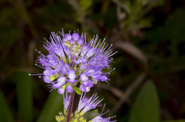 closeup of violet flower, Caryopteris incana 