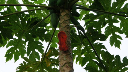 Ripe papaya, but the outer shell