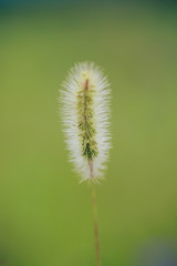 Dog tail grass macro close-up outdoors on rain green background，Setaria viridis (L.) Beauv.