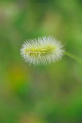 Dog tail grass macro close-up outdoors on rain green background，Setaria viridis (L.) Beauv.