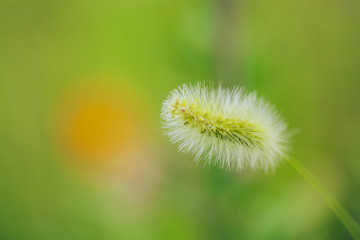 Dog tail grass macro close-up outdoors on rain green background，Setaria viridis (L.) Beauv.