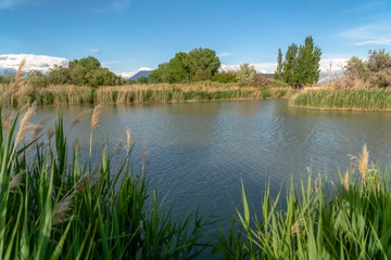 Fototapeta na wymiar Scenic shiny lake surrounded by vibrant green grasses and abundant trees